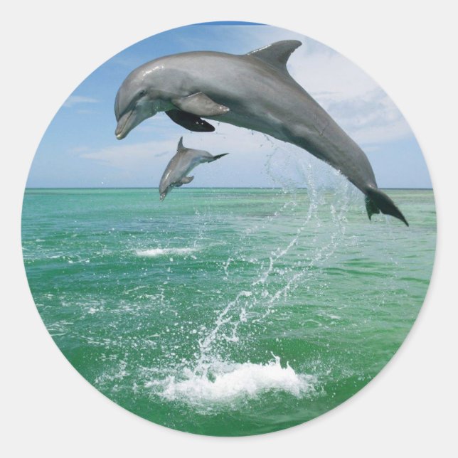 Dolphin in the wild jumping and playing classic round sticker (Front)