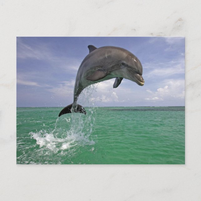 Dolphin jump postcard (Front)