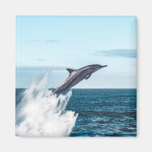 Dolphin leaping out of the ocean magnet