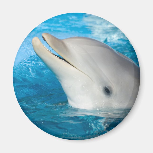 Dolphin Magnet (Front)