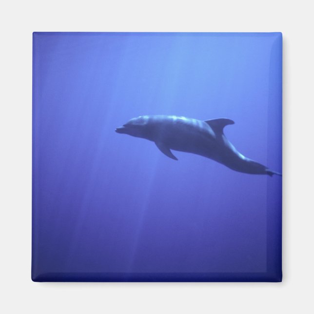 Dolphin Magnet (Front)