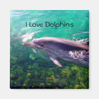 Dolphin Magnet