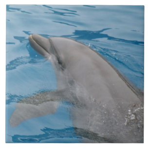 Dolphin Moving Through Sunlit Blue Water Tile