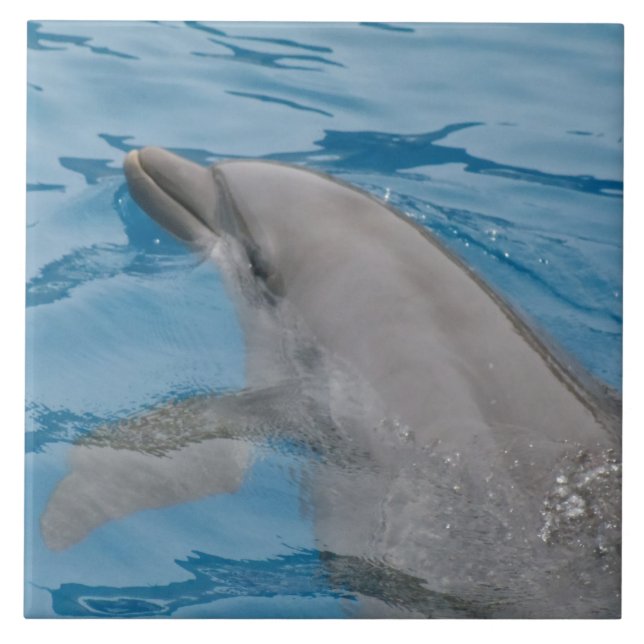 Dolphin Moving Through Sunlit Blue Water Tile (Front)