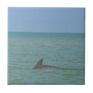 Dolphin on Sanibel Tile