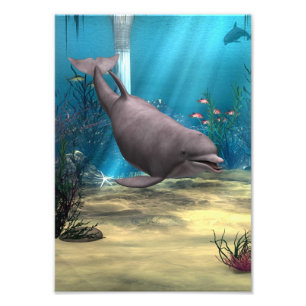 Dolphin Photo Print