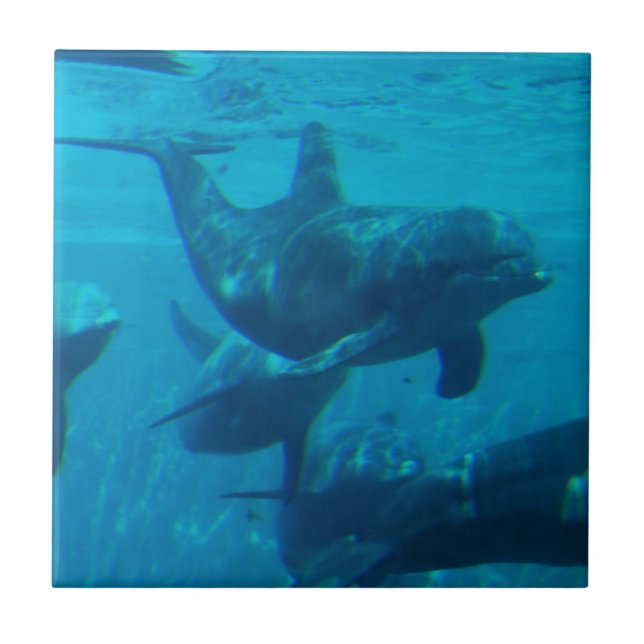Dolphin Play Tile (Front)