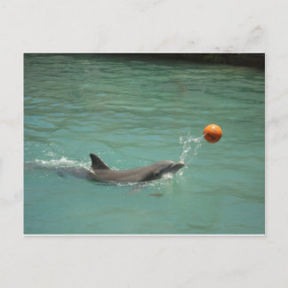 Dolphin playing ball postcard