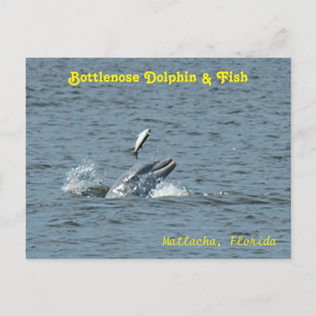 Dolphin playing with fish Postcard (Front)