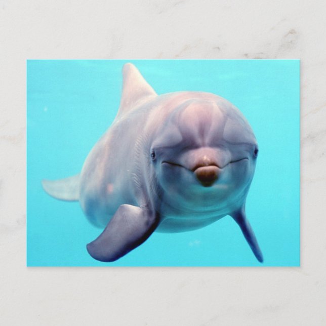 Dolphin portrait postcard (Front)