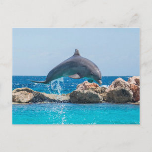 Dolphin Postcard