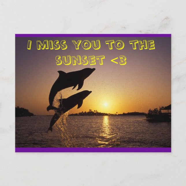 dolphin postcard (Front)