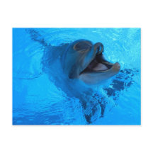 Dolphin Postcard