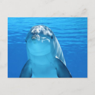 Dolphin Postcard