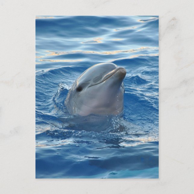 Dolphin Postcard (Front)