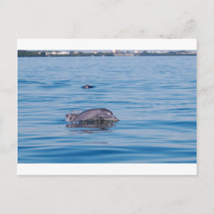Dolphin Postcard