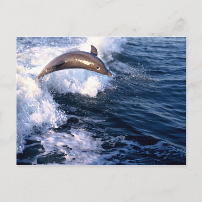 Dolphin Postcard (Front)