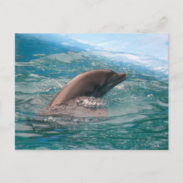 Dolphin Postcard (Front)