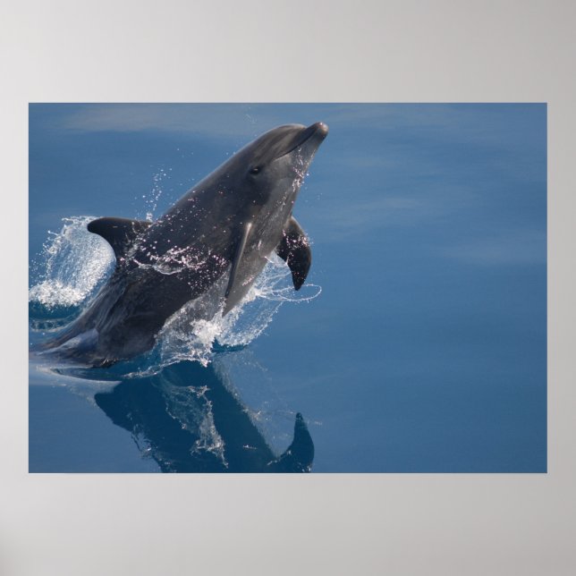 Dolphin Poster (Front)