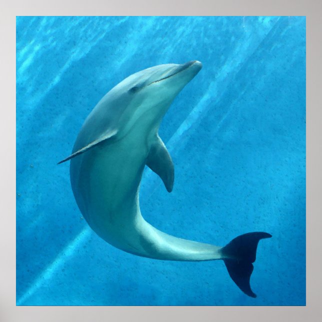 Dolphin Poster (Front)