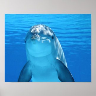 Dolphin poster
