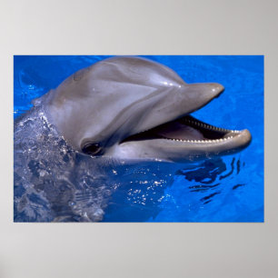 Dolphin Poster