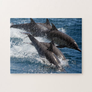 Dolphin Puzzle
