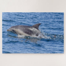 Dolphin Sighted puzzle