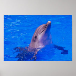 Dolphin Smiles Poster