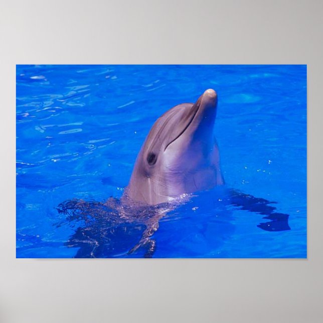 Dolphin Smiles Poster (Front)