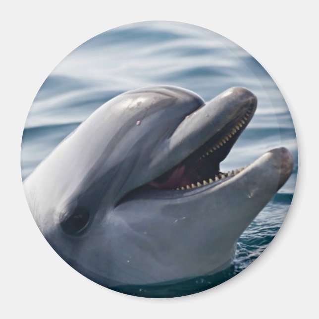 Dolphin Smiling Magnet (Front)