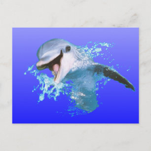 Dolphin Smiling Postcard