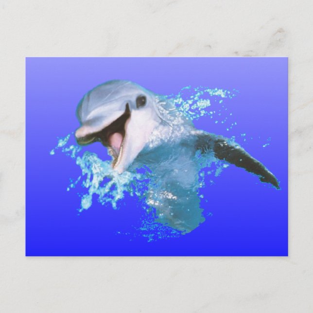 Dolphin Smiling Postcard (Front)