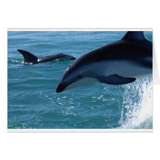 Dolphin Splash Destiny Plage Océan Nature