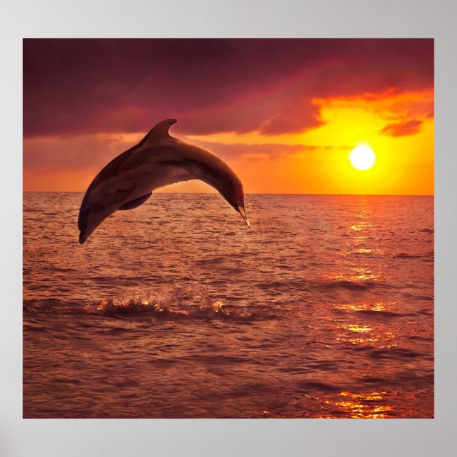 Dolphin Sunset: Beautiful Backdrop. Poster (Front)