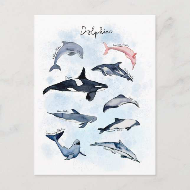 Dolphin theme party kids watercolor drawing  postcard (Front)
