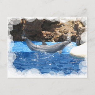 Dolphin Tricks Postcard