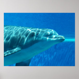 Dolphin Underwater Print