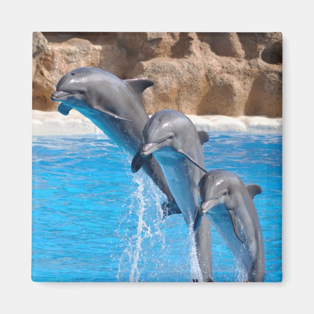 Dolphin Water Beach Tropical Paradise Island Fish Magnet (Front)