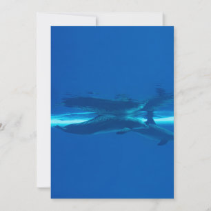 Dolphins and blue ocean , teal and aqua, water  invitation