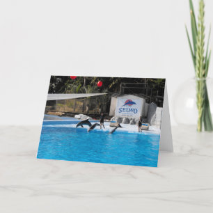 Dolphins and their trainers in Spain Holiday Card