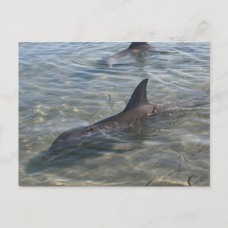 Dolphins at Monkey Mia, WA Postcard