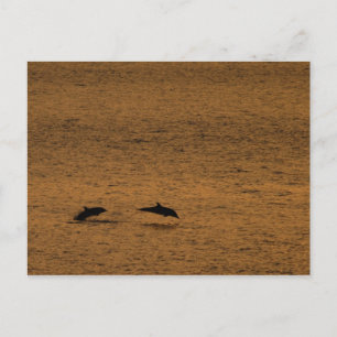 Dolphins at sunset postcard