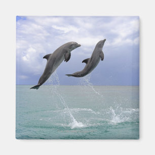 Dolphins Delfin (Grosser Tuemmler) Magnet