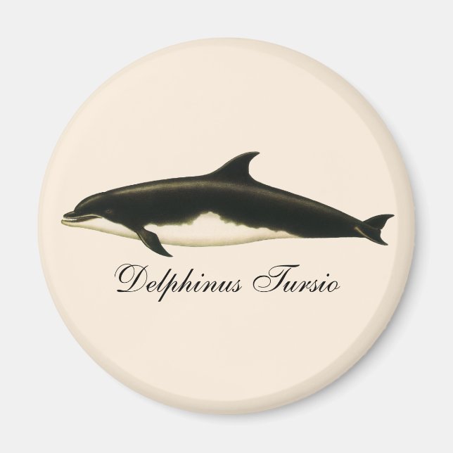 Dolphins Delphinus Tursio, Vintage Marine Animals Magnet (Front)