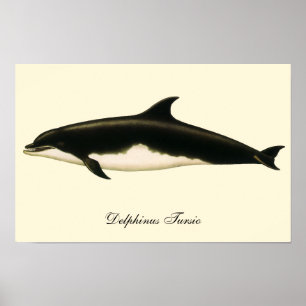 Dolphins Delphinus Tursio, Vintage Marine Animals Poster