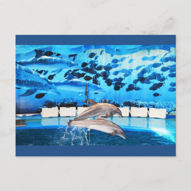 Dolphins in motion postcard (Front)