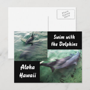 Dolphins of Hawaii Postcard