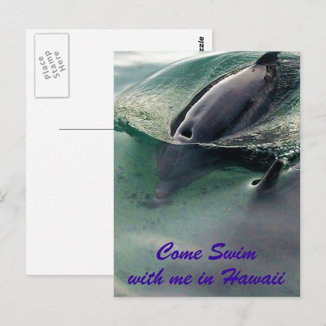 Dolphins of Hawaii Postcard (Front/Back)