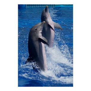 Dolphins Photography Poster